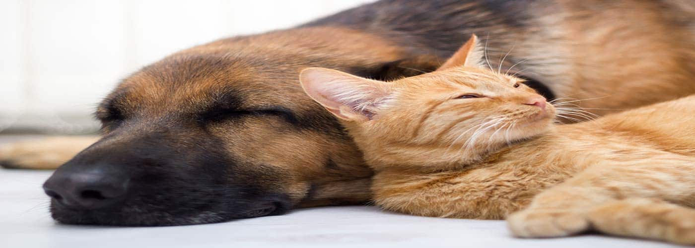 Can a Pet Help You Stay Sober?