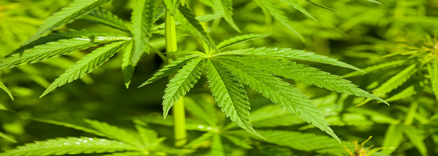 How Is Synthetic Marijuana Different from Natural Marijuana?