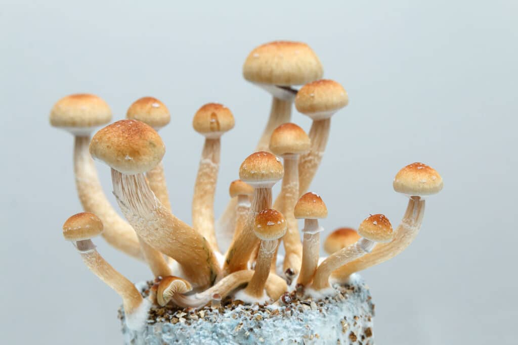 psilocybin mushroom