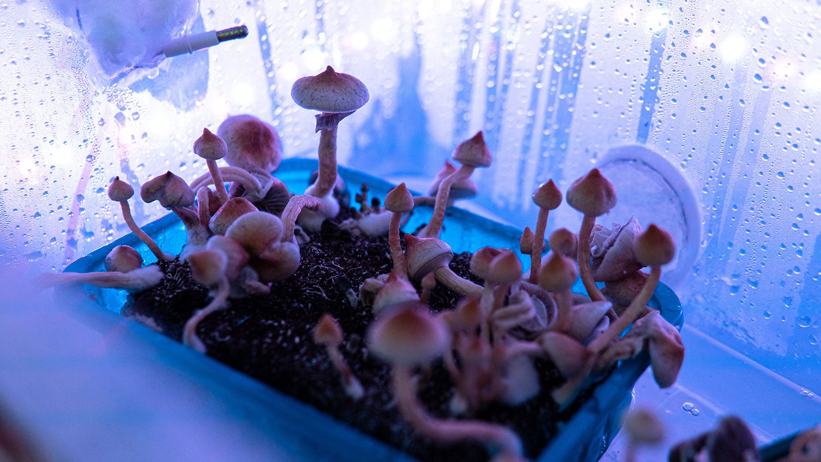 Can Magic Mushrooms Go Bad?